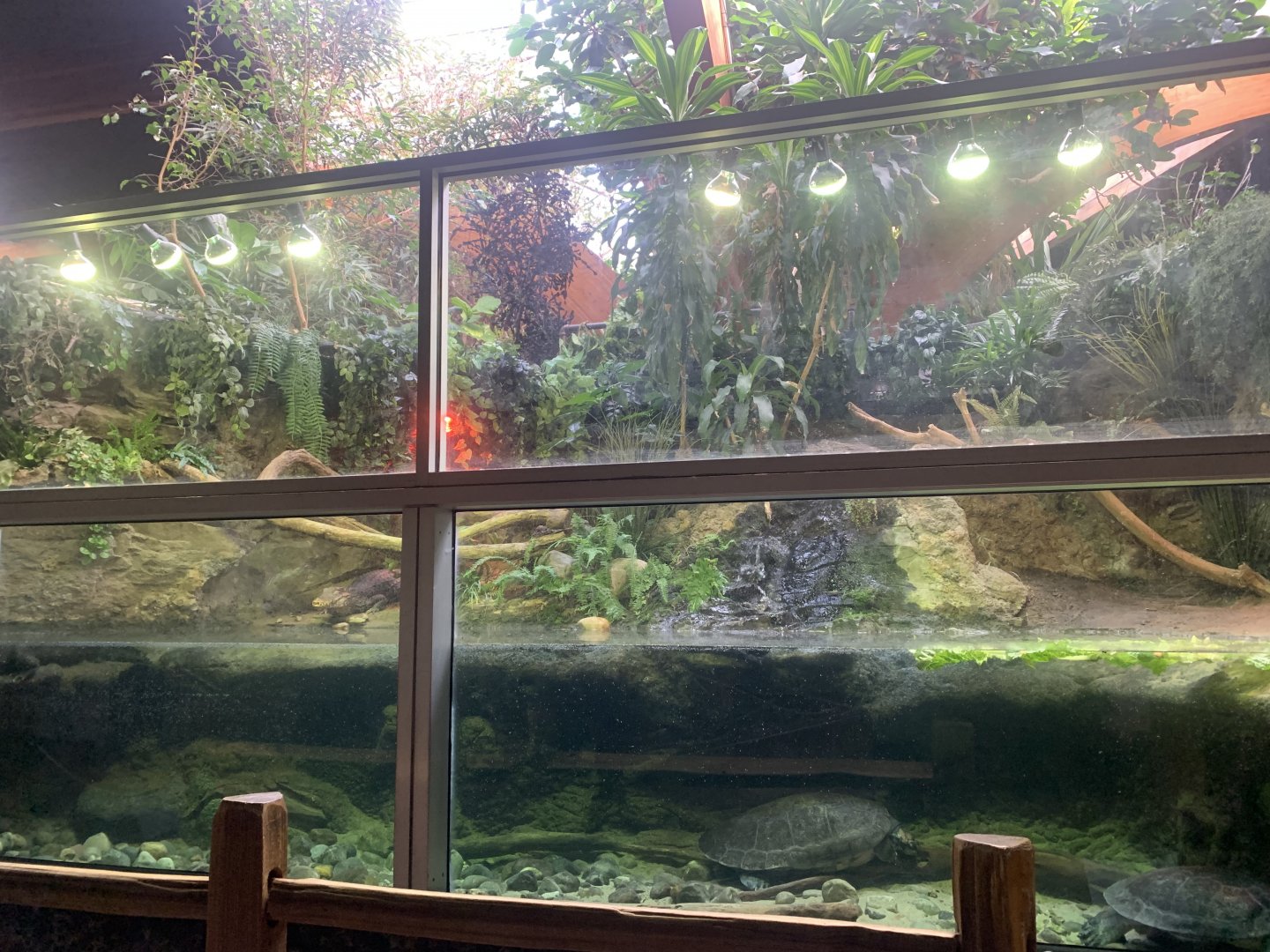Nov. 2021- Cuvier’s dwarf caiman and Arrau turtle exhibit