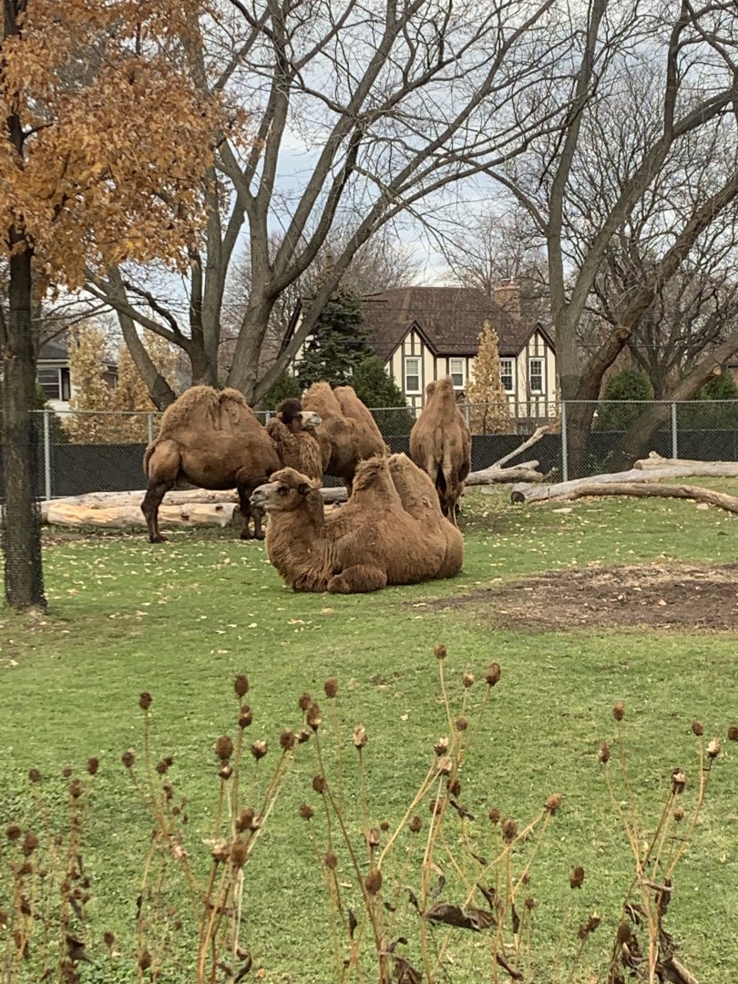 Nov. 2021- Domestic Bactrian camels