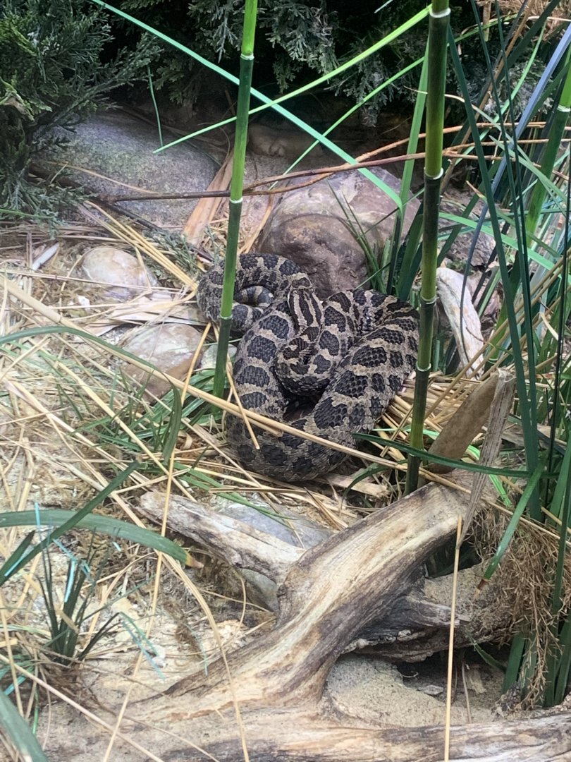 Nov. 2021- Eastern massasauga
