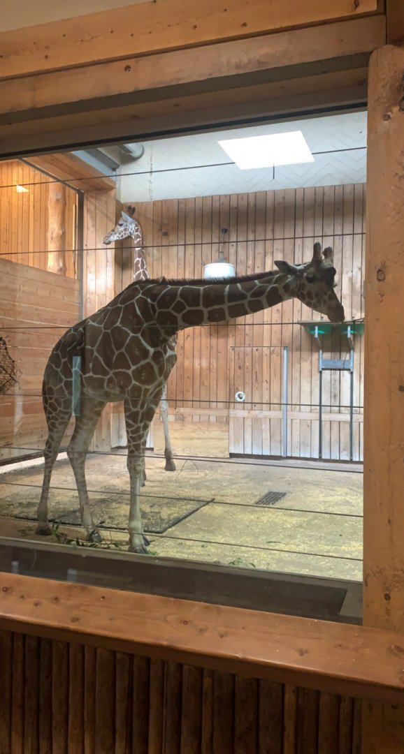 Nov. 2021- Generic giraffe