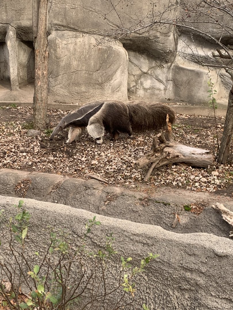 Nov. 2021- Giant anteater