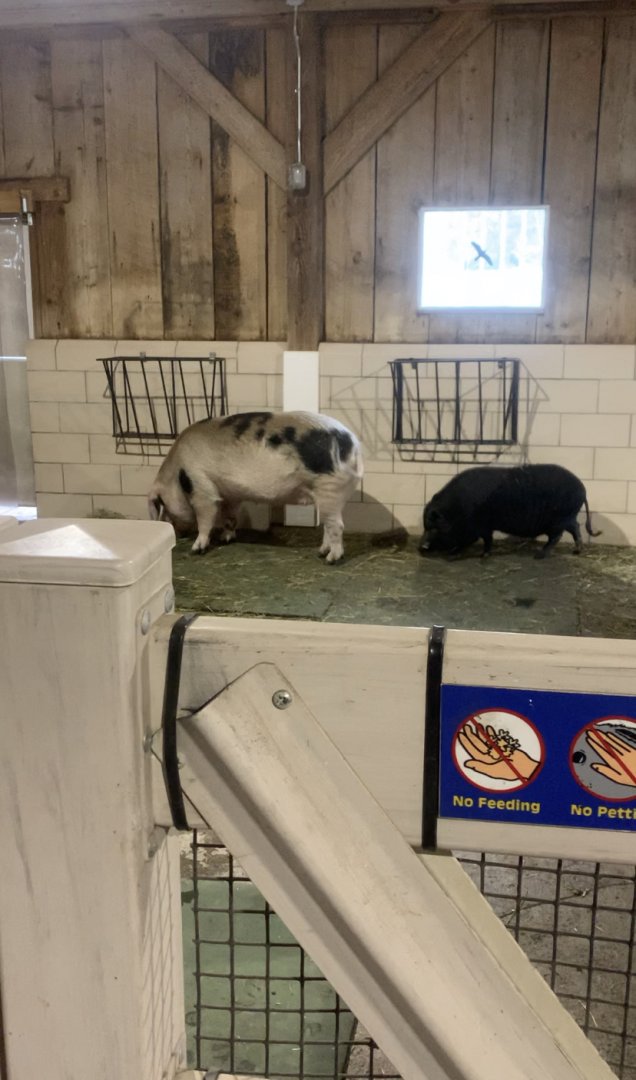 Nov. 2021- Gloucestershire old spot pig and Vietnamese pot-bellied pig