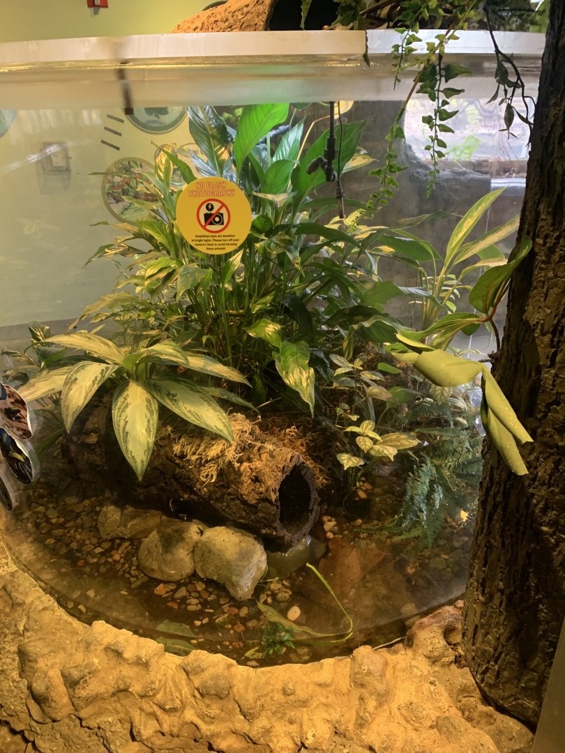 Nov. 2021- Golden mantella exhibit