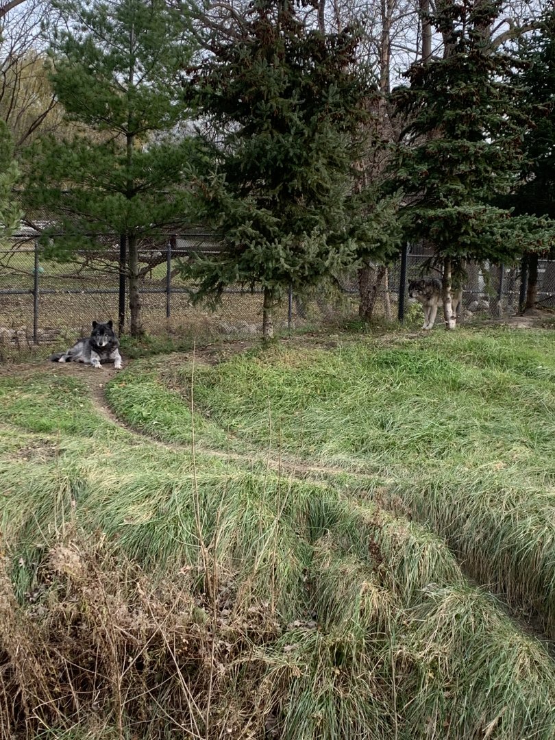 Nov. 2021- Gray wolves