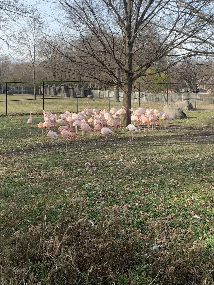 Nov. 2021- Greater flamingos and Chilean flamingos