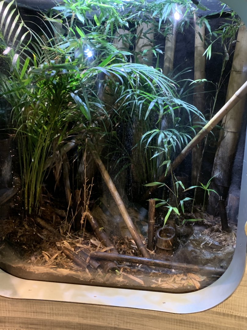 Nov. 2021- Green mantella and Arboreal mantella exhibit