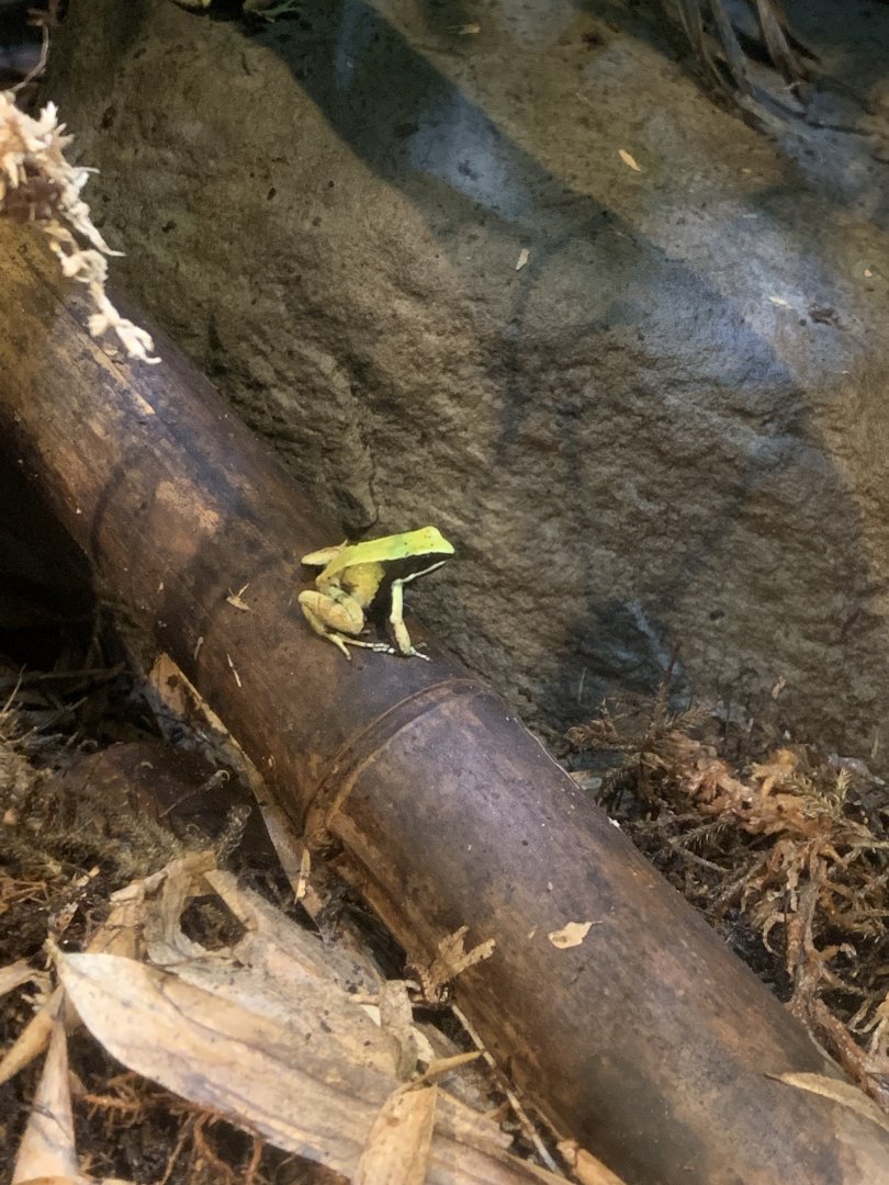 Nov. 2021- Green mantella