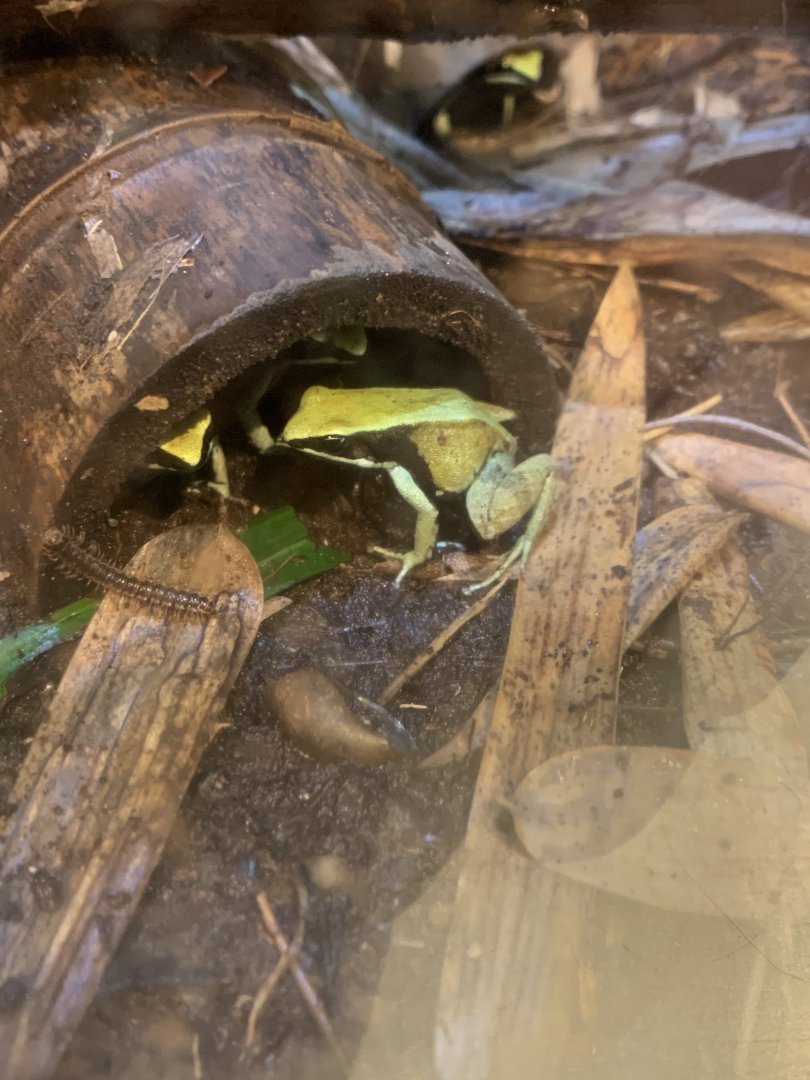 Nov. 2021- Green mantellas