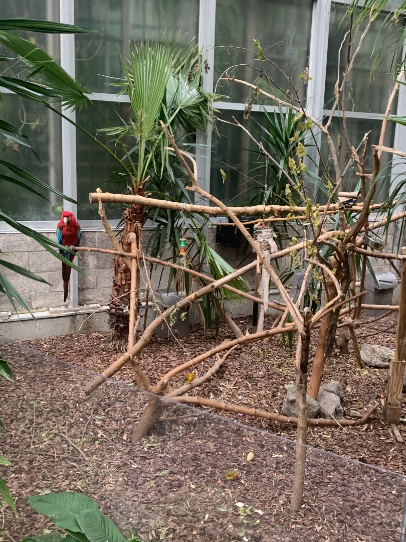 Nov. 2021- Green-winged macaw exhibit