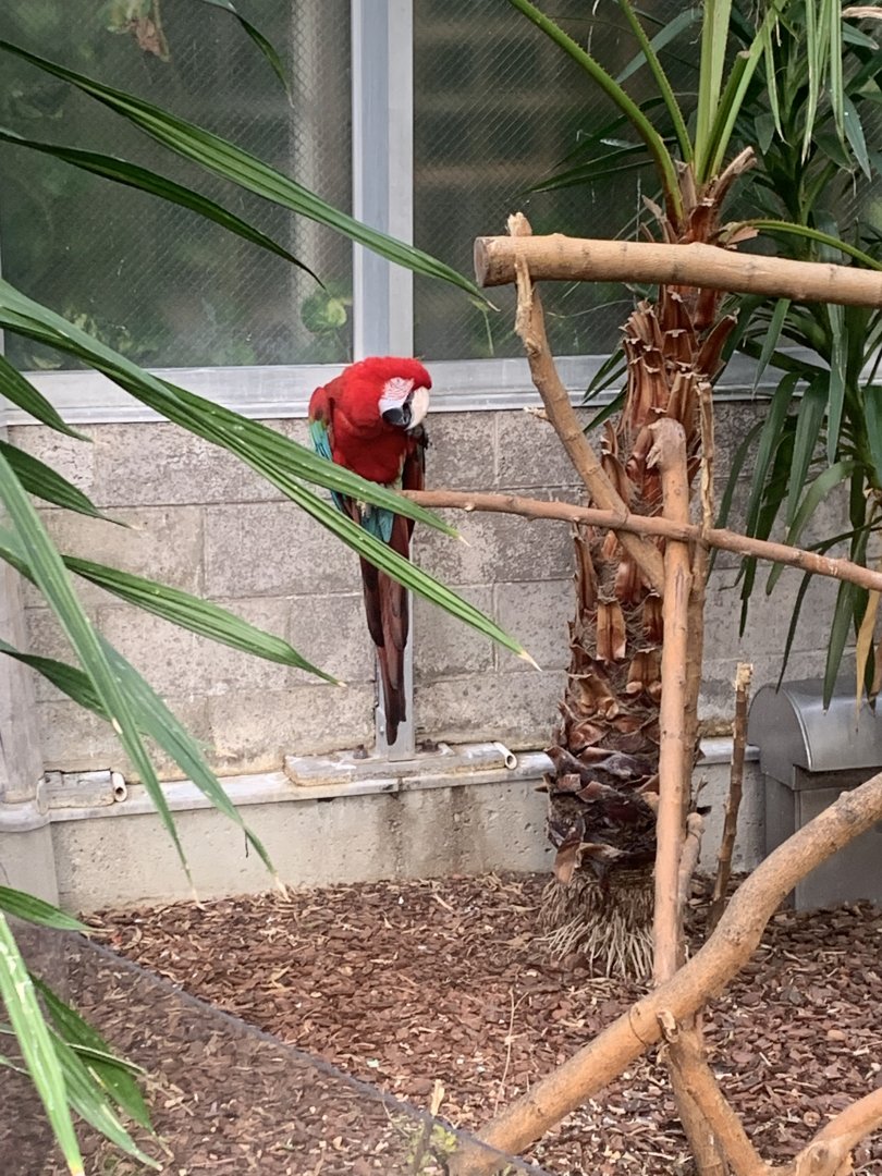 Nov. 2021- Green-winged macaw