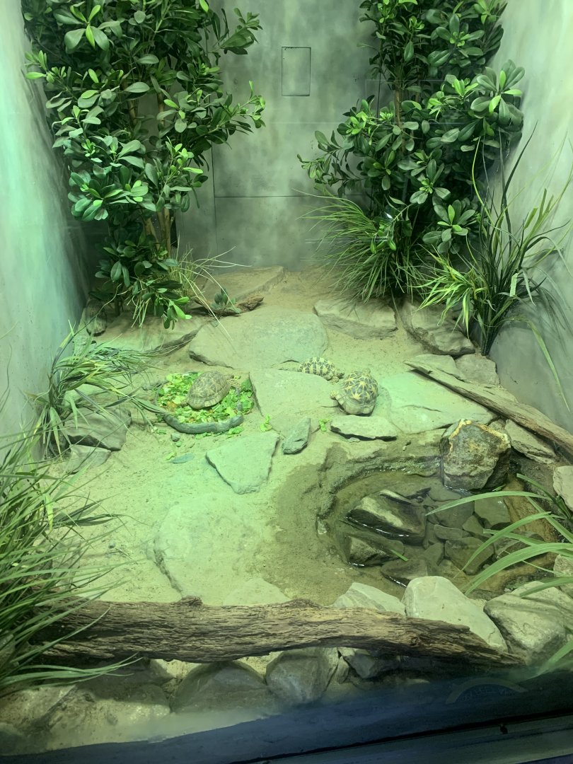 Nov. 2021- Indian and Burmese star tortoise exhibit