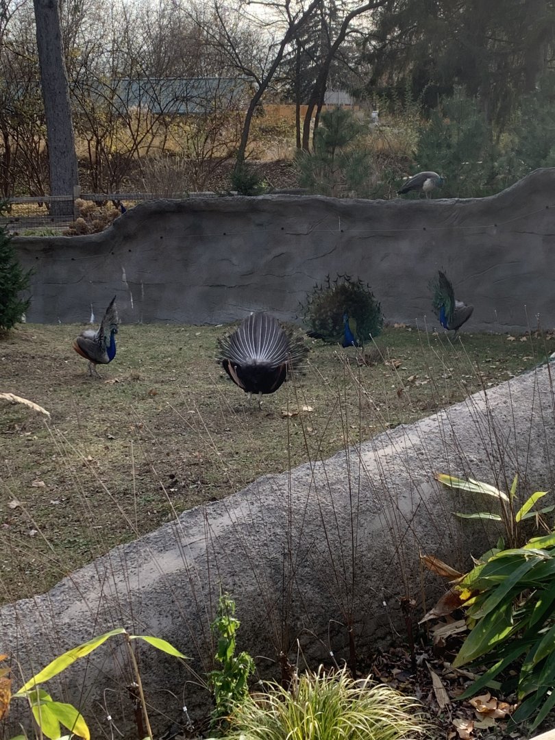 Nov. 2021- Indian peafowl ritual
