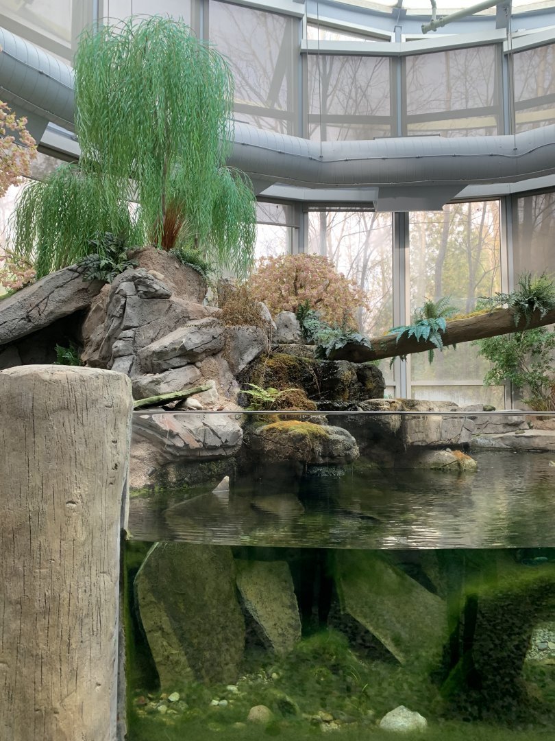 Nov. 2021- Japanese giant salamander exhibit foliage