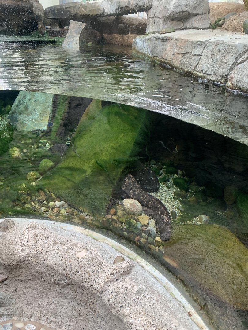 Nov. 2021- Japanese giant salamanders
