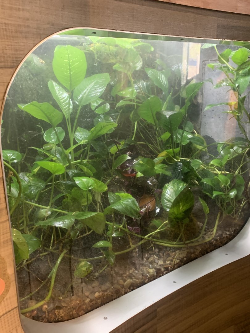 Nov. 2021- Kihansi spray toad exhibit