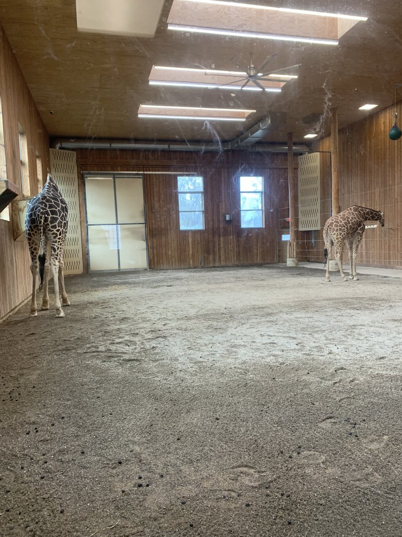 Nov. 2021- Main indoor giraffe yard