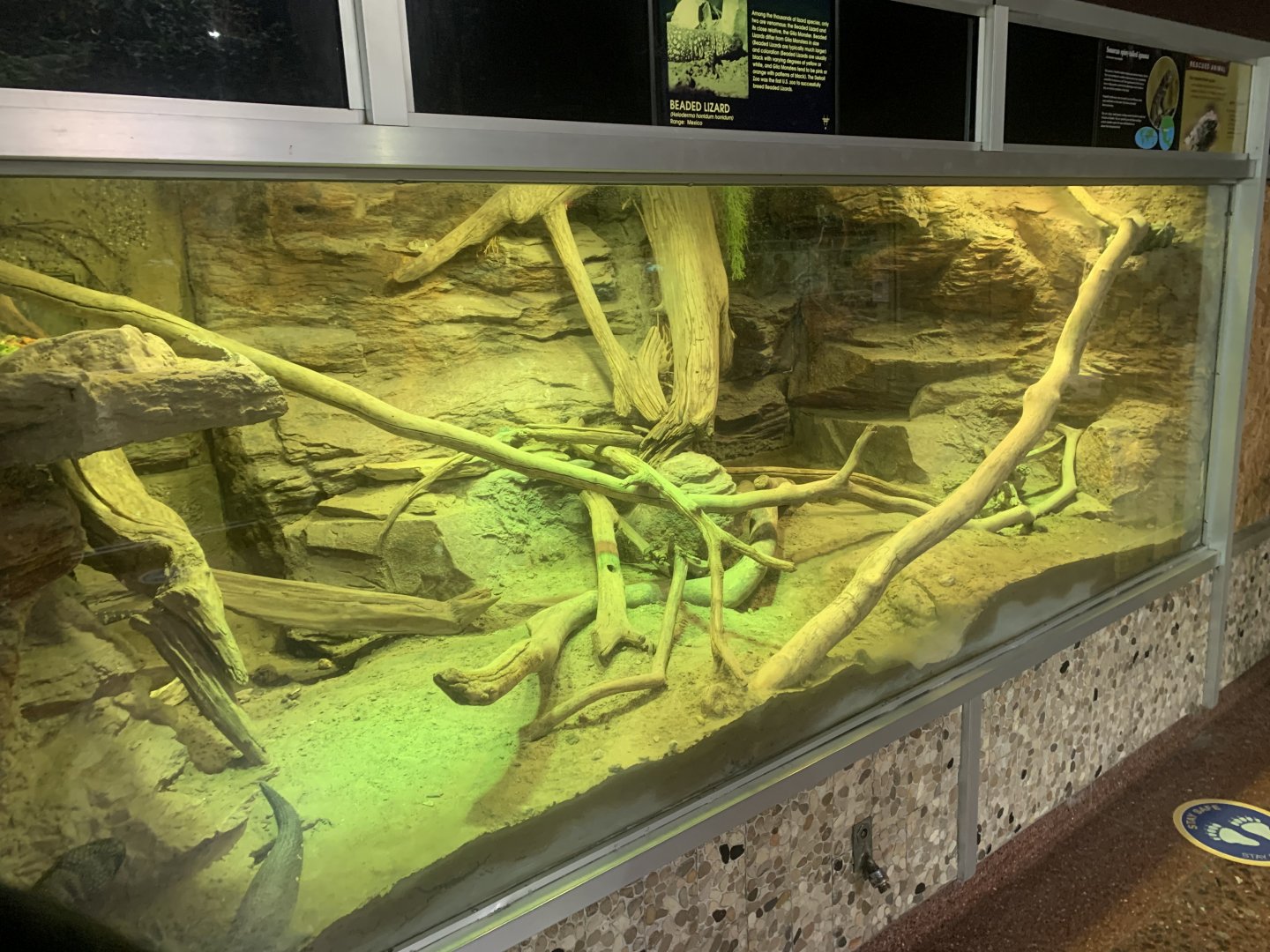 Nov. 2021- Mexican beaded lizard and Sonoran spiny-tailed iguana exhibit