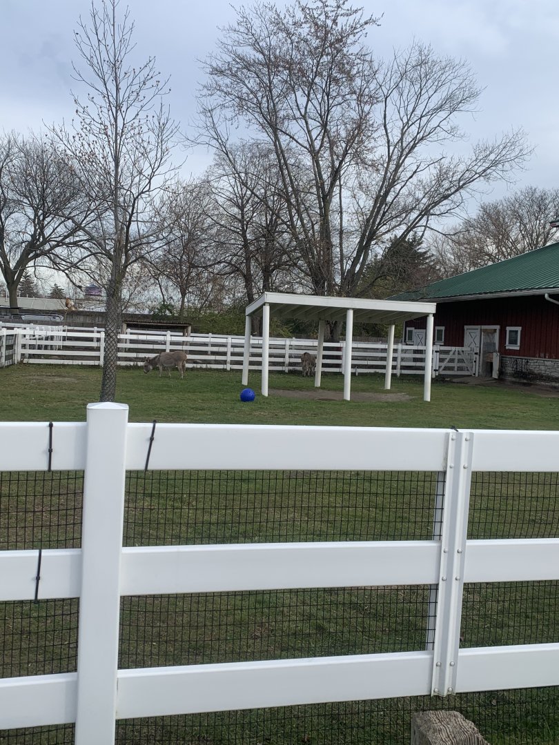 Nov. 2021- Miniature donkey yard