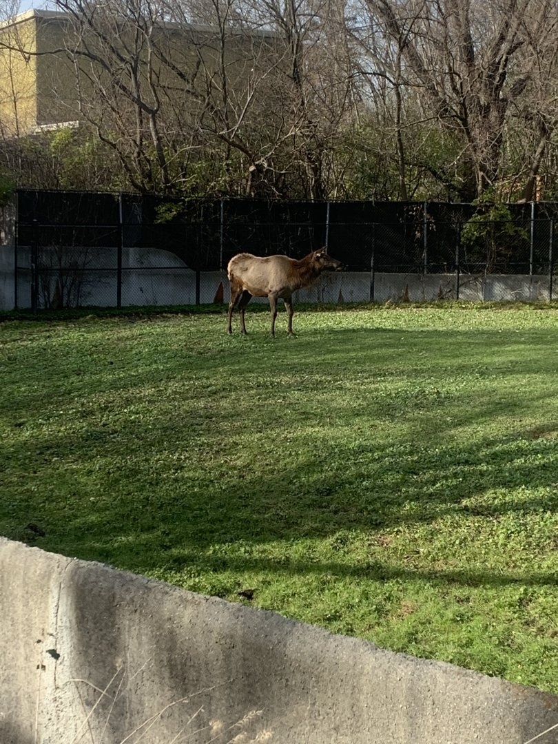 Nov. 2021- North American elk/wapiti