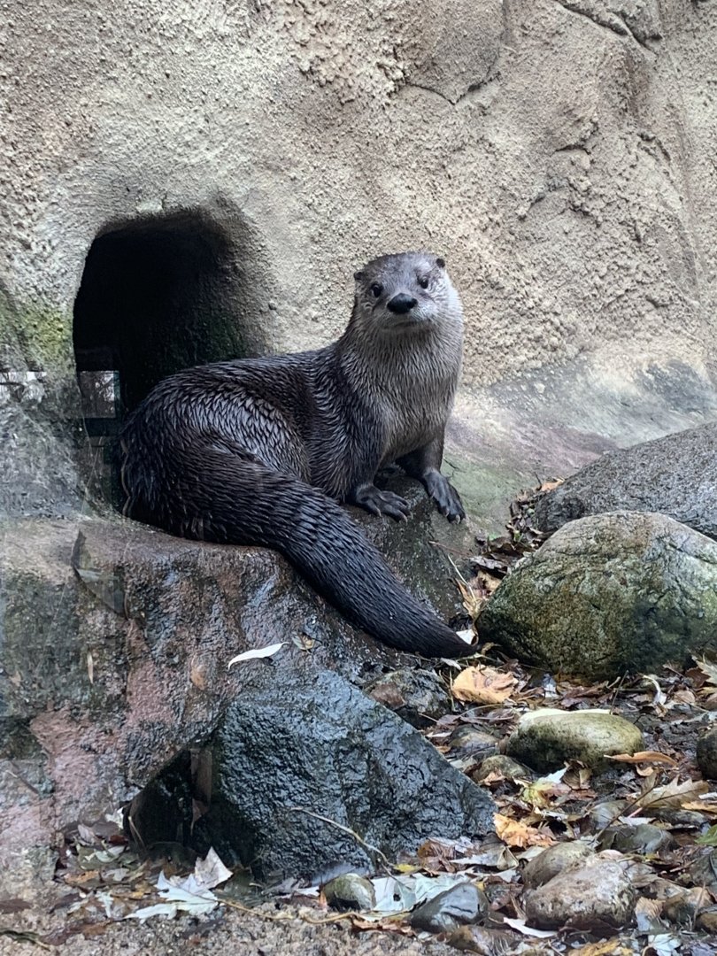 Nov. 2021- North American river otter
