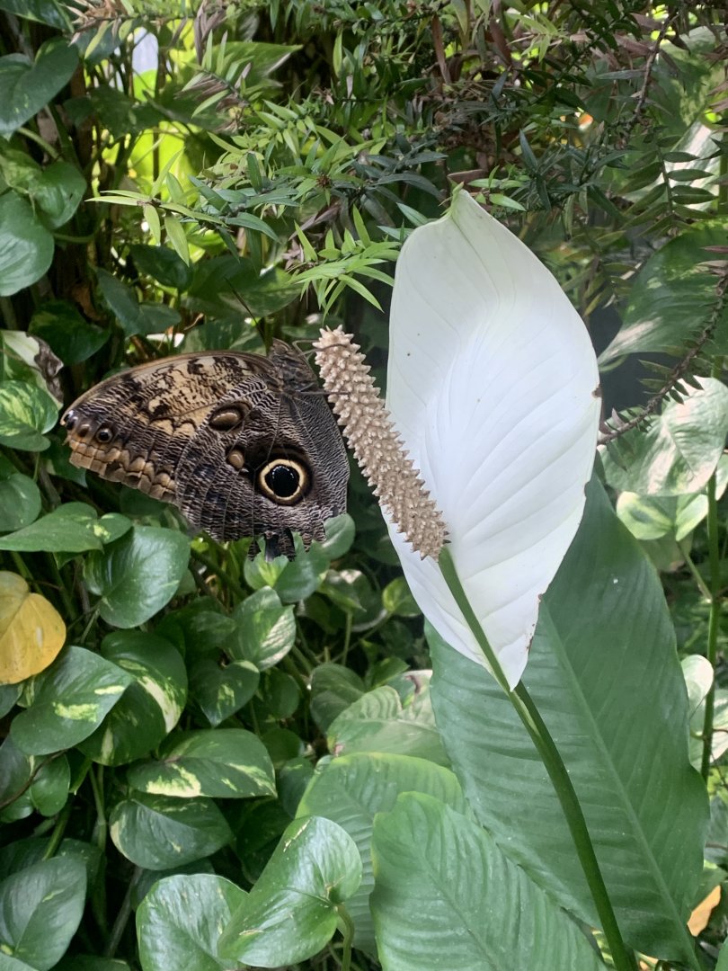 Nov. 2021- Pale owl butterfly