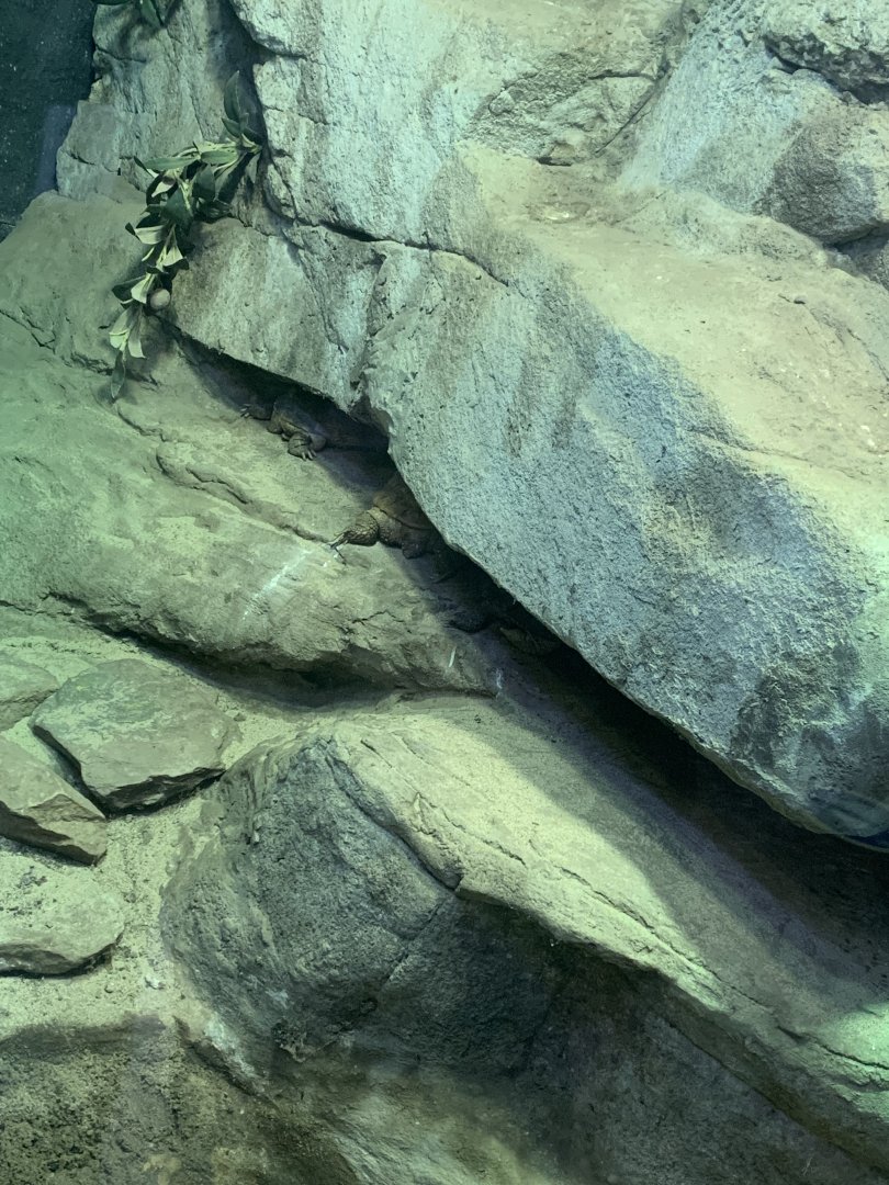 Nov. 2021- Pancake tortoises