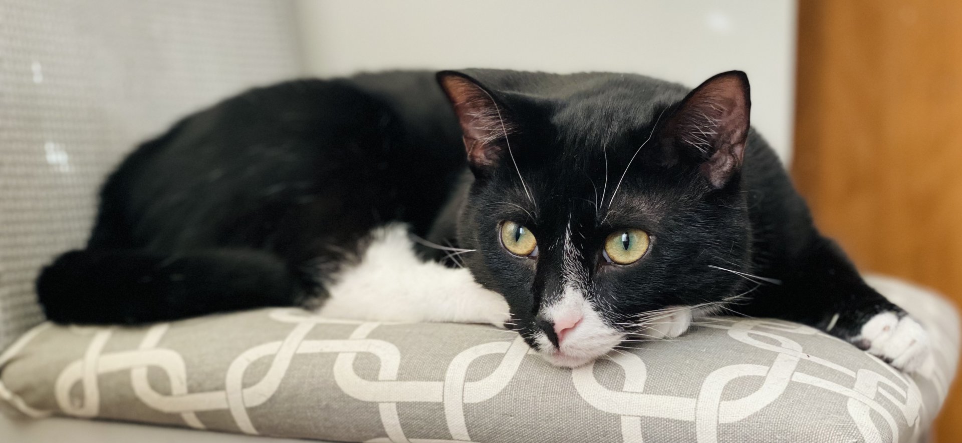 Nov. 2021 - Portrait of my Cat (Shadow)