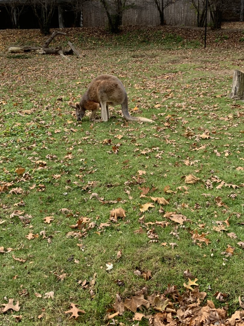 Nov. 2021- Red kangaroo