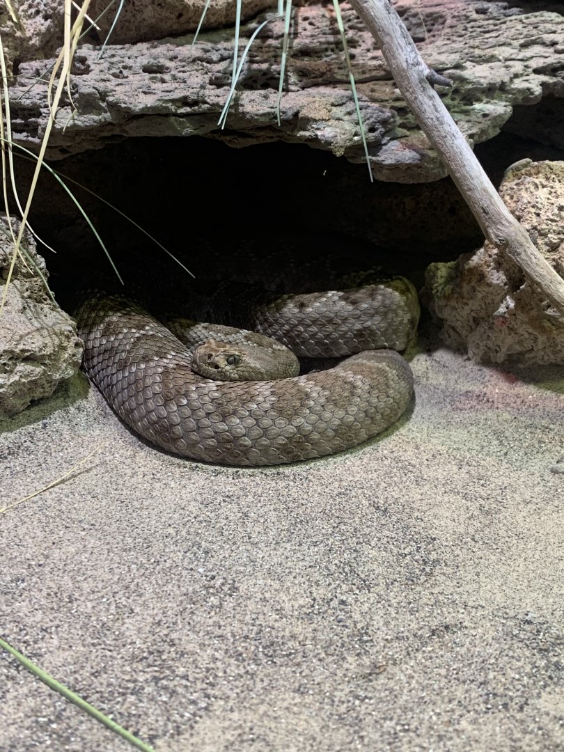 Nov. 2021- Santa Catalina Island rattlesnake