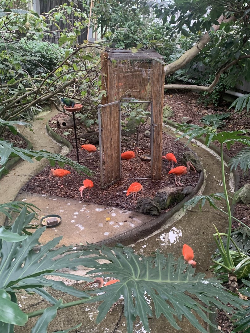 Nov. 2021- Scarlet ibis flock and Nicobar pigeon