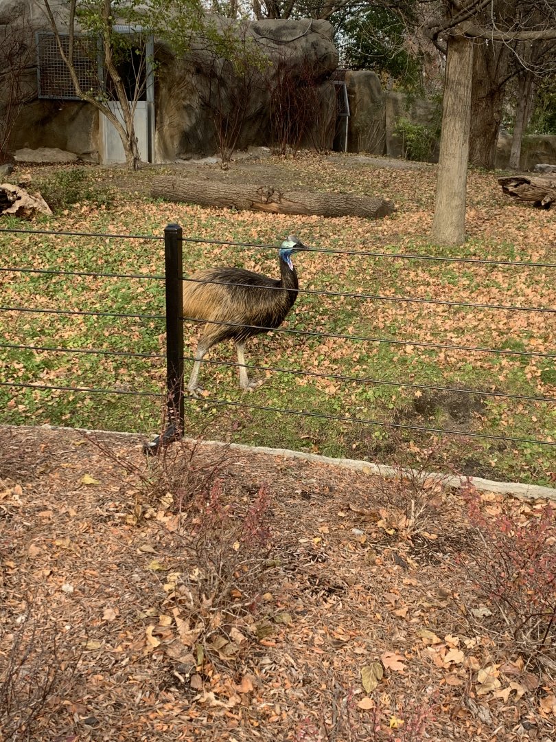 Nov. 2021- Southern cassowary