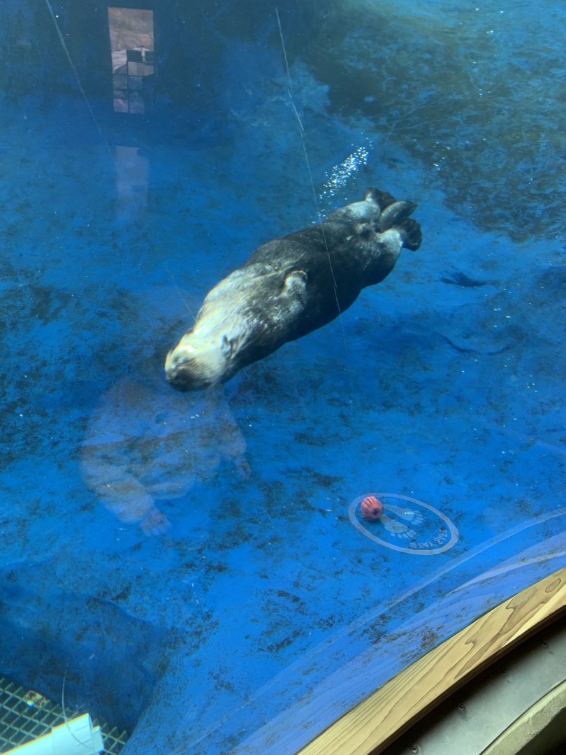 Nov. 2021- Southern sea otter