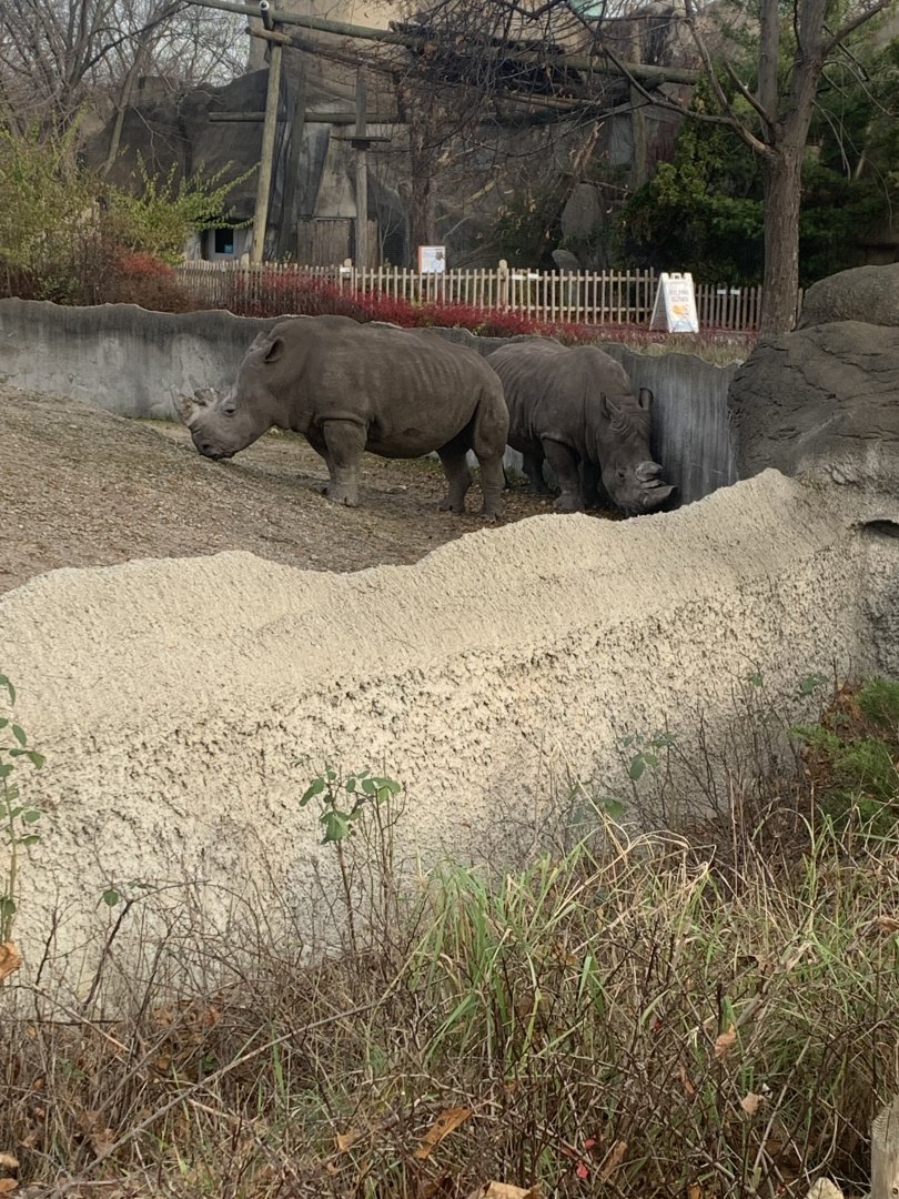 Nov. 2021- Southern white rhinoceros
