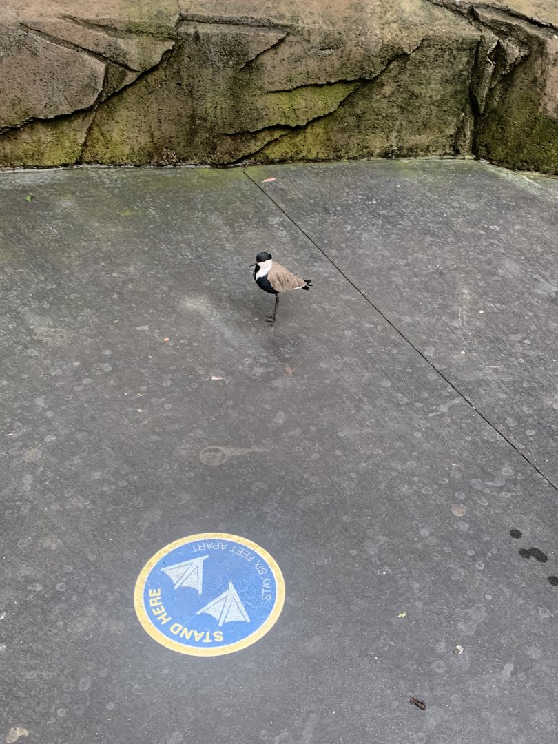 Nov. 2021- Spur-winged lapwing