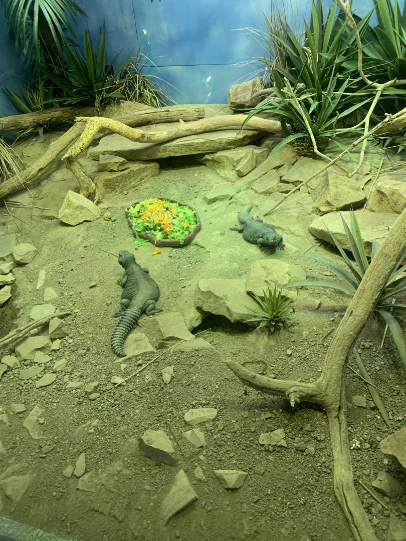 Nov. 2021- Sudan mastigures