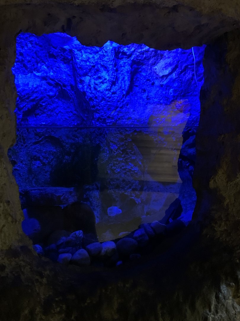 Nov. 2021- Texas blind salamander exhibit