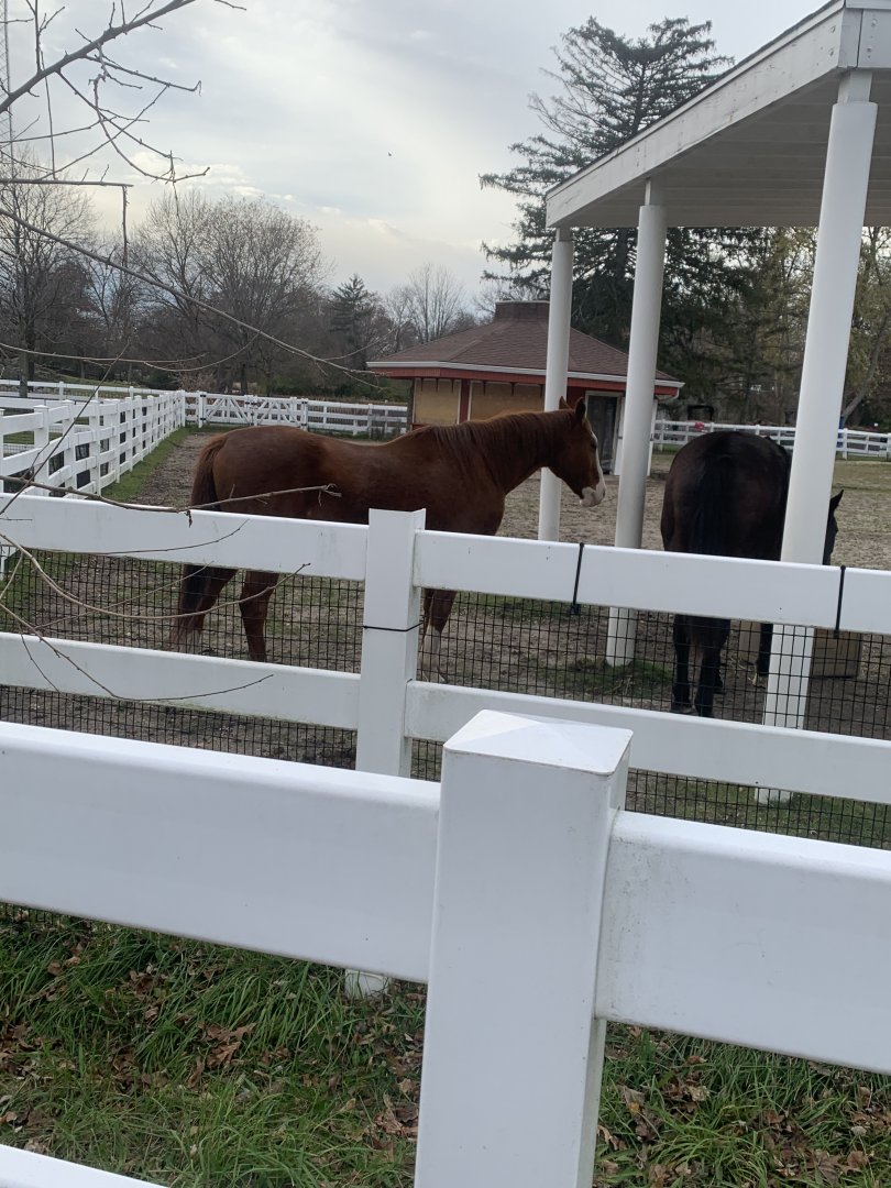 Nov. 2021- Thoroughbred horses