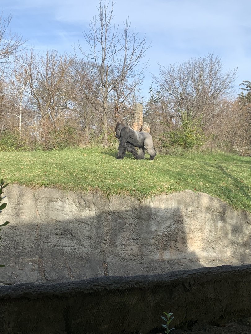 Nov. 2021- Western lowland gorilla