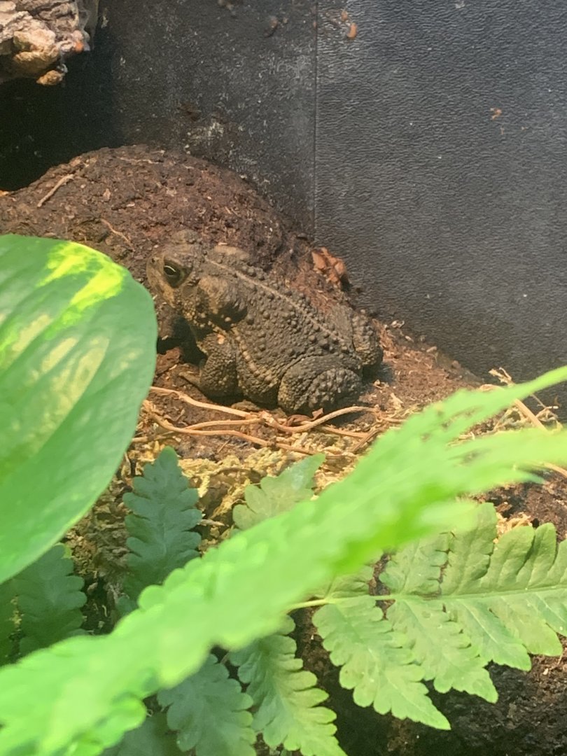 Nov. 2021- Wyoming toad