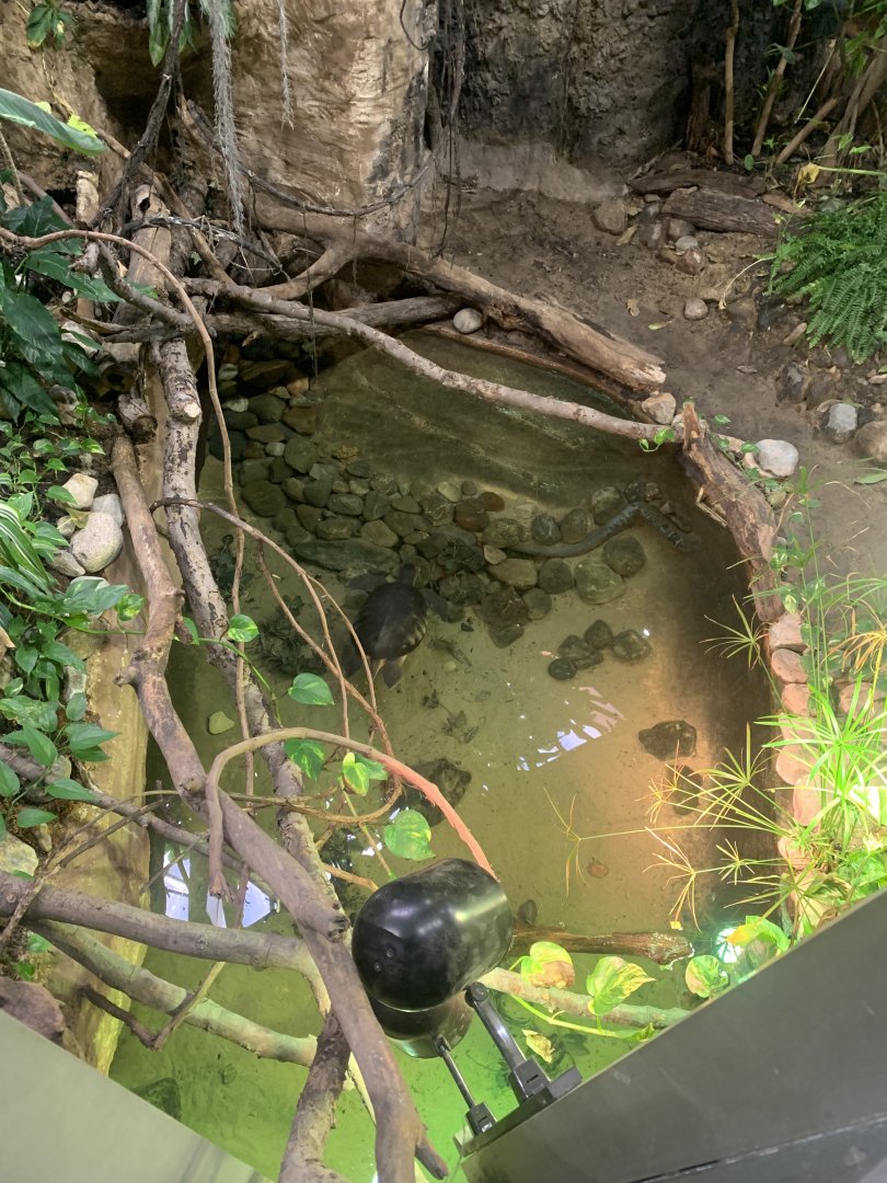 Nov. 2021- Yellow-spotted river turtle and Matamata exhibit