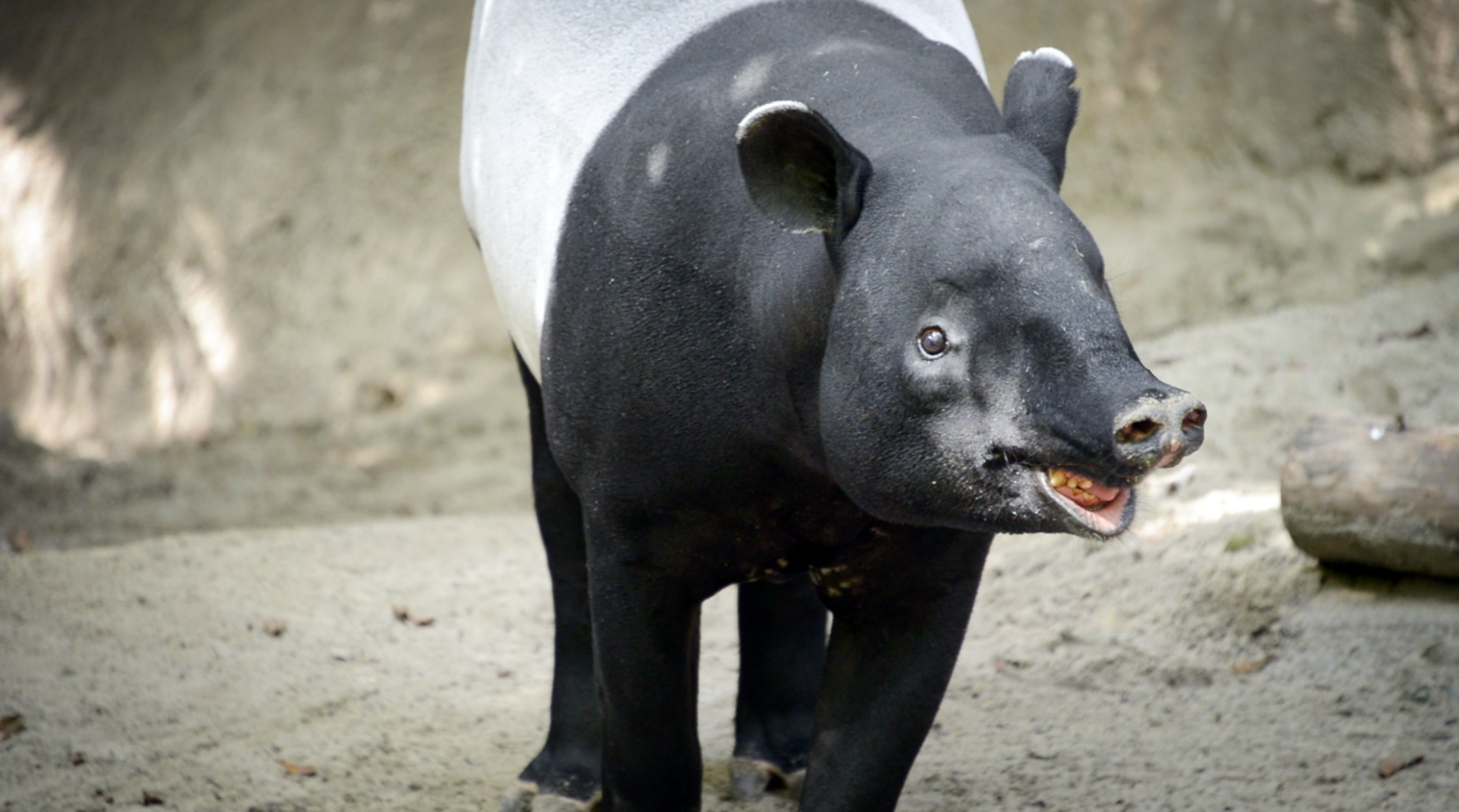 Nov. 2022 - Lost Forest - Tiger River - Malayan Tapir