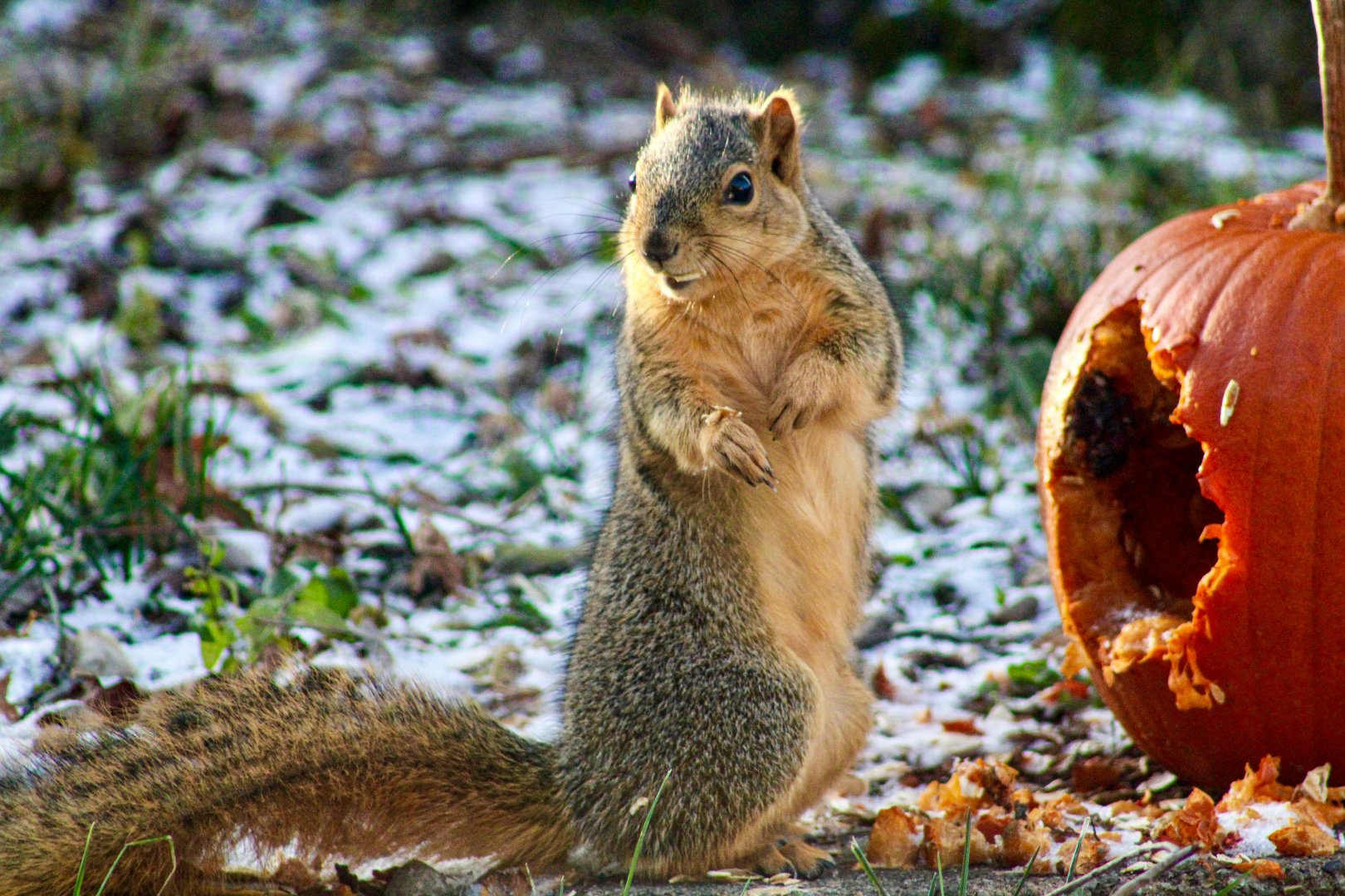Nov. 2024 - Fox Squirrel