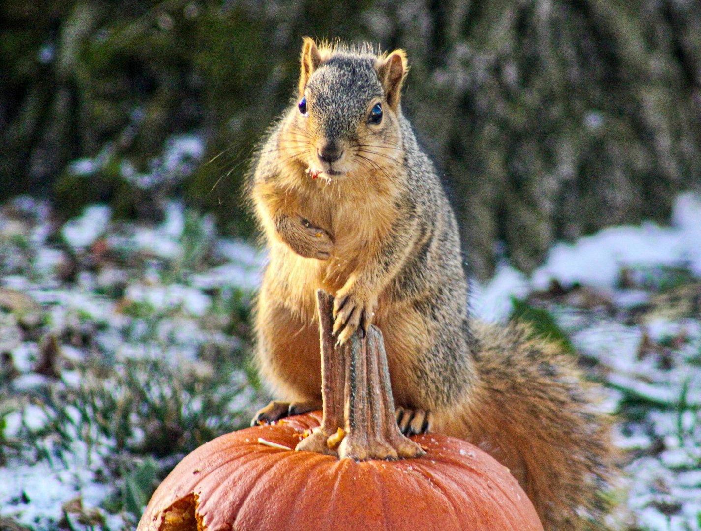 Nov. 2024 - Fox Squirrel