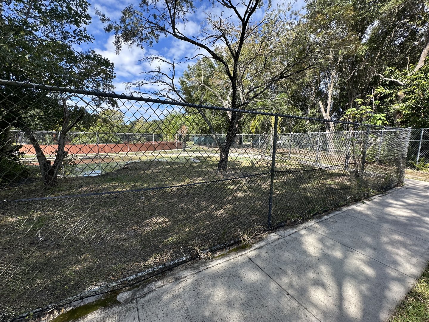 Nov. 2025 - American Alligator Enclosure