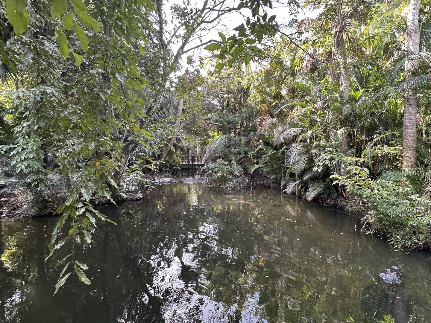 Nov. 2025 - American Alligator Enclosure