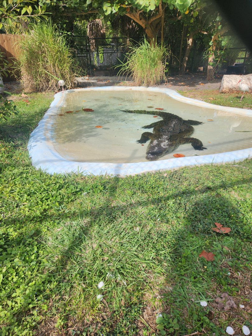 Nov. 2025 - American Crocodile