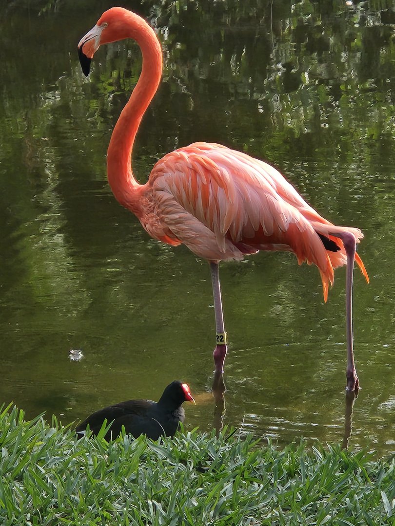 Nov. 2025 - American Flamingo & Gallinule