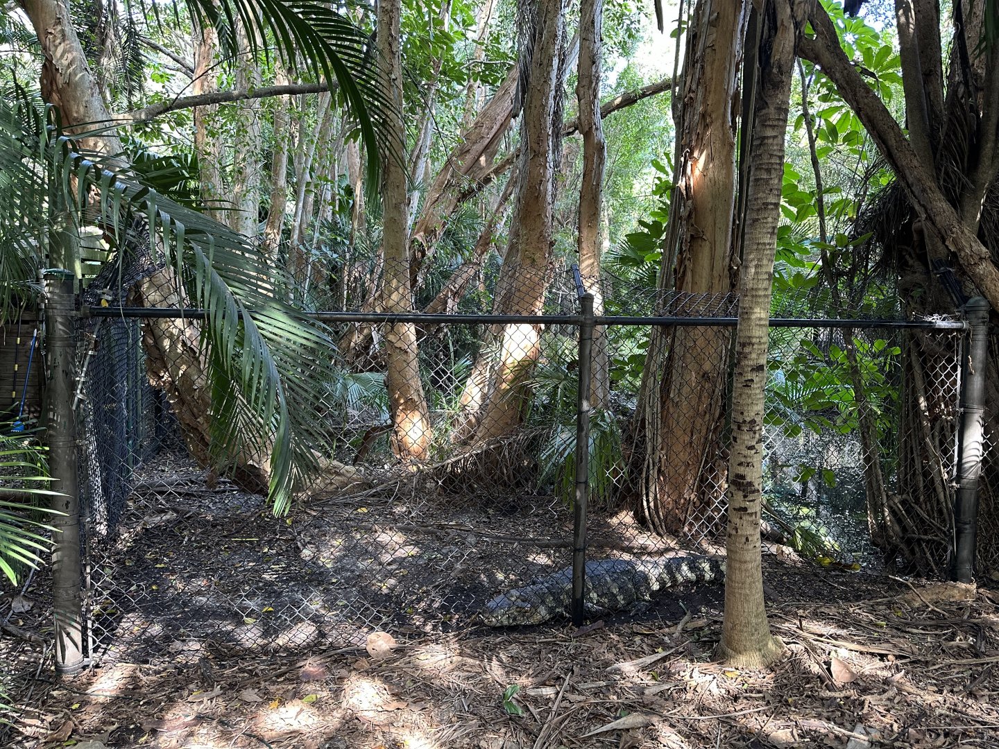 Nov. 2025 - Caiman Enclosure (1)