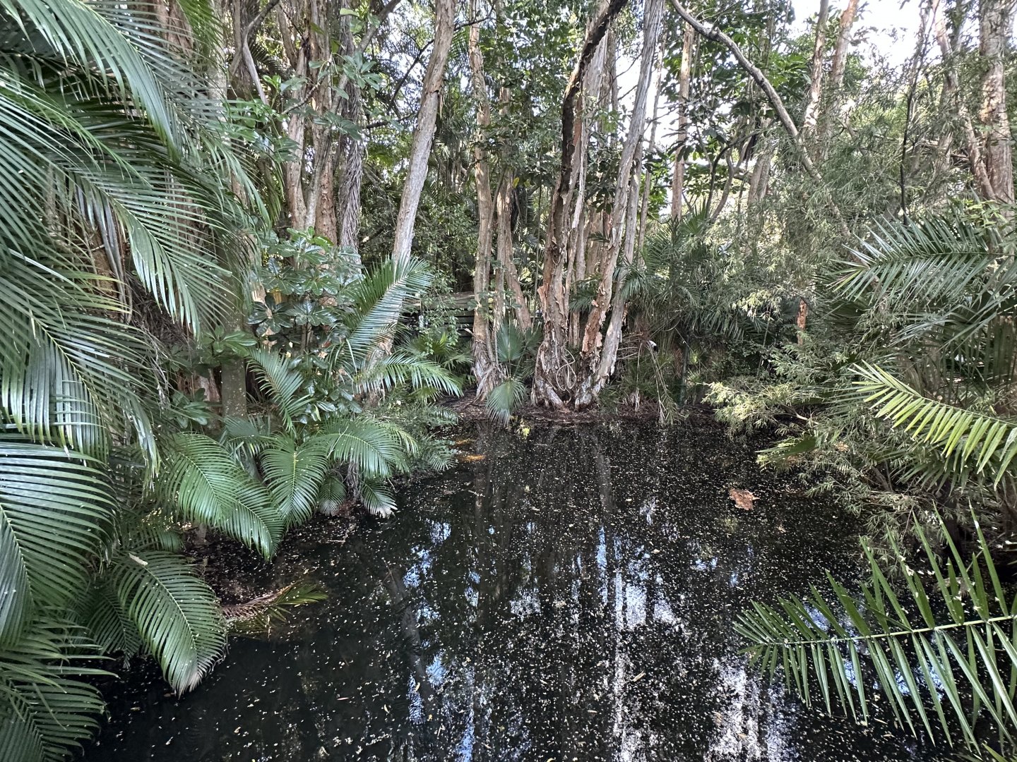 Nov. 2025 - Caiman Enclosure (2)