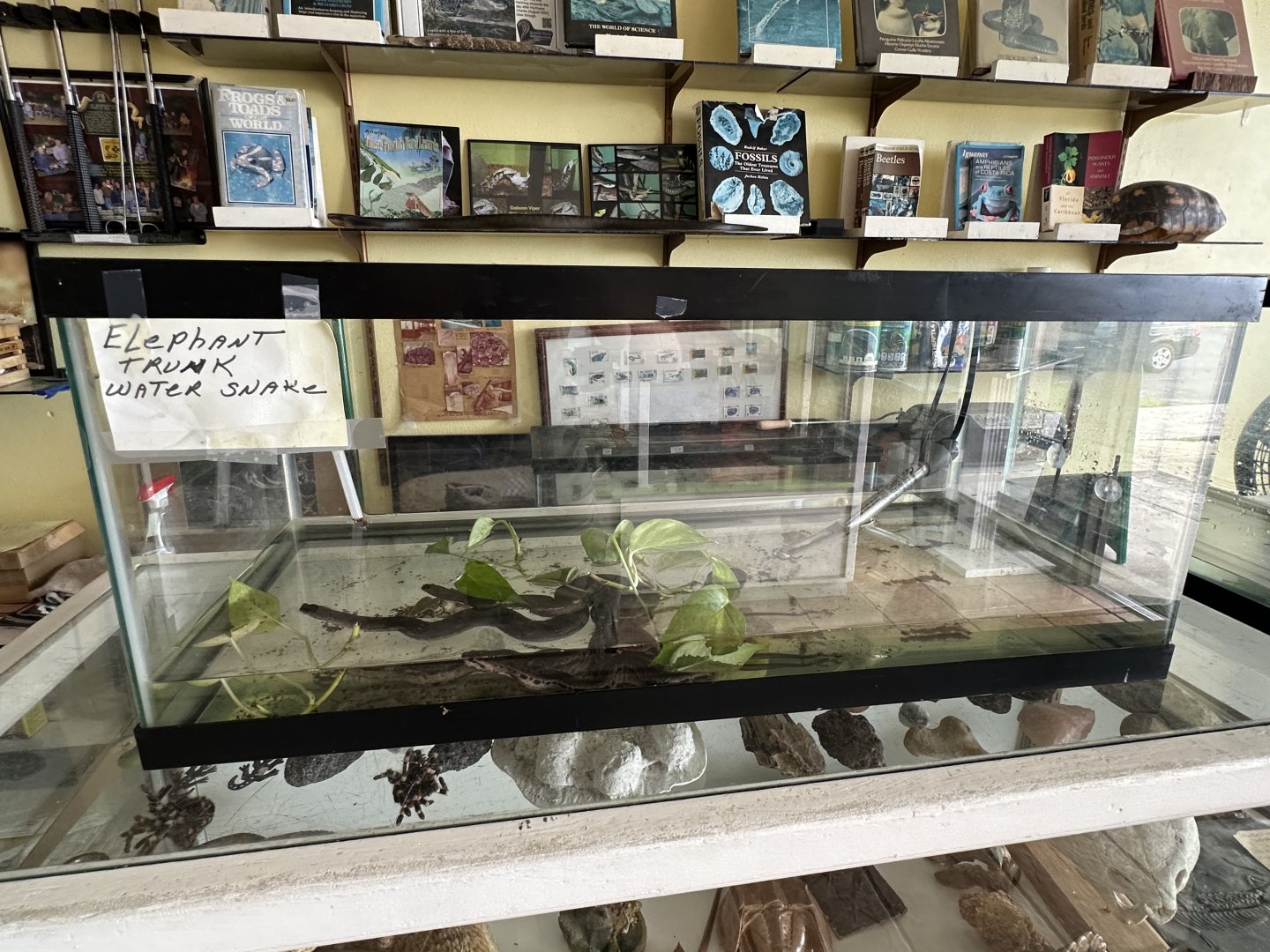 Nov. 2025 - Elephant Trunk Snake “Terrarium”